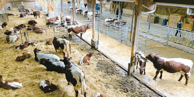 Blick in den Mehrraum-Laufstall für Pinzgauer-Mutterkühe bei Familie Probst in Rotkreuz. Hier hat es Platz für 24 Muttertiere. (Bild Josef Scherer)