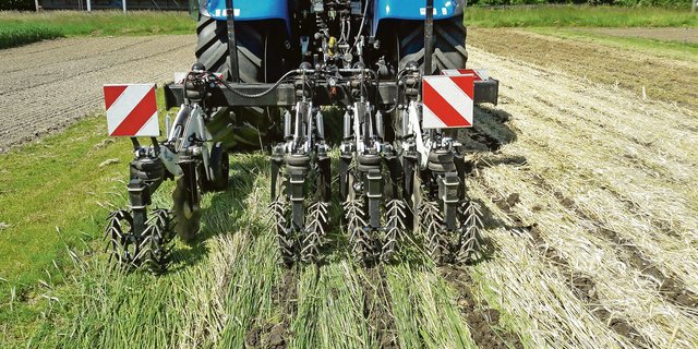 Strip-Till-Bearbeitung in den geknickten Grünschnittroggen. Die Strip-Till-Saat ist eine Streifensaat für Reihenkulturen. (Bild BFH-HAFL)