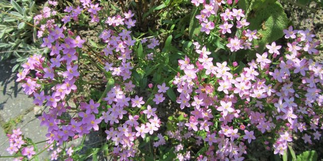 Tausendgüldenkraut sieht hübsch aus und ist für seine stärkende, verdauungsfördernde und fiebersenkende Wirkung bekannt. (Bild zi)