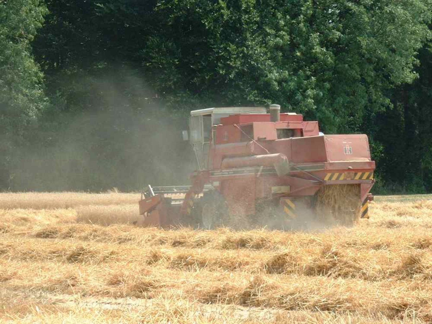 Es muss weiterer Weizen deklassiert werden. (Bild Bauz)