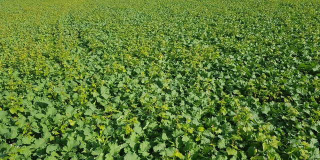 Buchweizen läuft als Begleitpflanze zuerst im Raps auf. (Bild Markus Kneubühl)