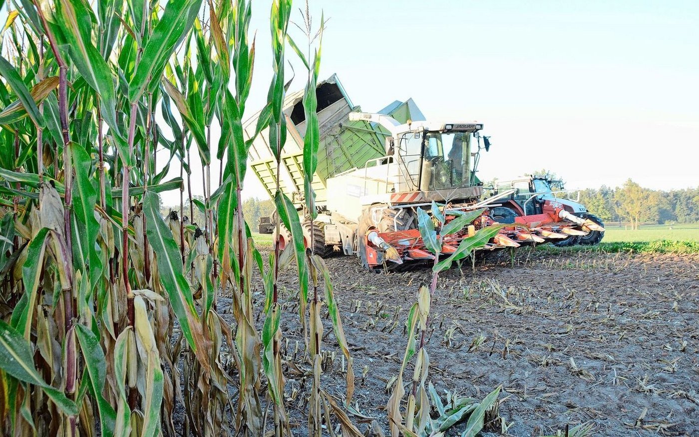 Im Projekt MaisNet haben sich bei unterschiedlichen gedüngten Varianten sowohl Mengen- als auch Qualitätsunterschiede gezeigt.