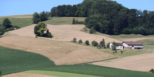 In der 4. Auflage "Optimale Fruchtfolgen im Feldbau" wurden unter anderem die Anbaupausen revidiert. Neu sollte beispielsweise Weizen nur noch alle 2 Jahre in der Folge angebaut werden. Bei Mais ohne Bodenschutzmassnahmen ändert sich die Anbaupause von 2/3 auf 3/5. (Bild BauZ)
