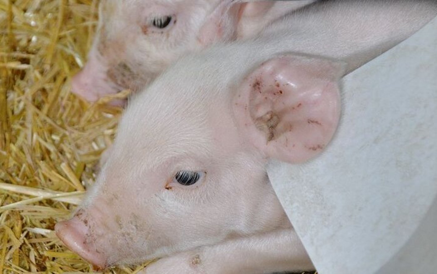 Gutes Management auf den Betrieben: Die Saugferkelverluste waren so tief wie noch nie.