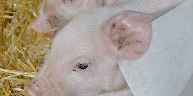 Gutes Management auf den Betrieben: Die Saugferkelverluste waren so tief wie noch nie.