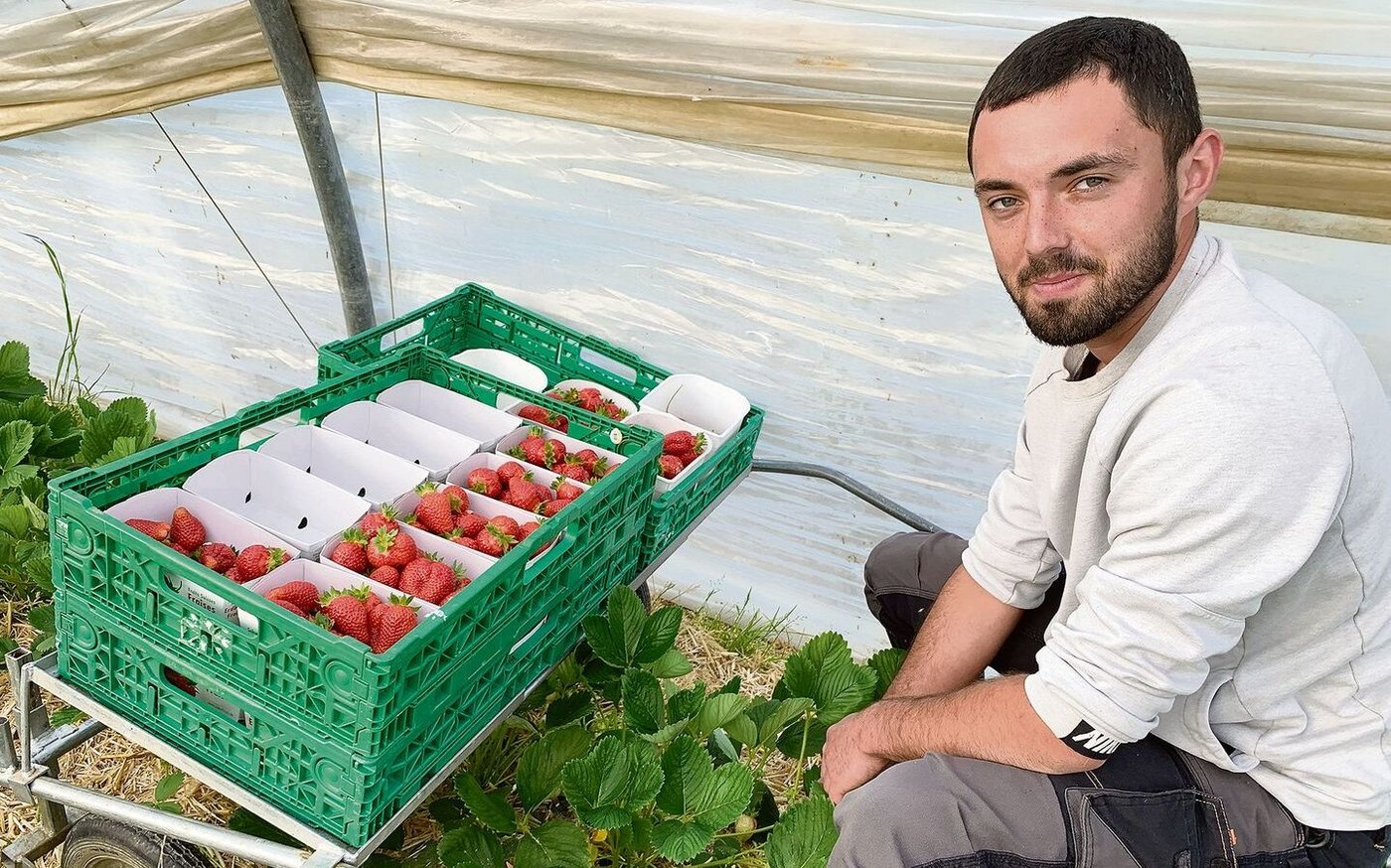 Lukasz Portka aus Polen beim Ernten von Erdbeeren im Folientunnel.