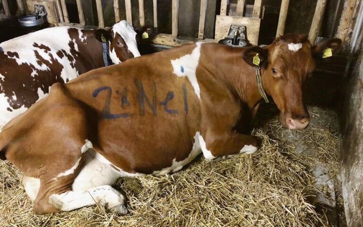 Kili war eine Lieblingskuh von Adrian Sutter. Resistenzen waren ihr Todesurteil. Dieses Bild von ihr entstand im letzen Abstimmungskampf. 