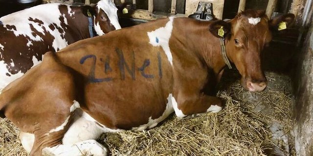 Kili war eine Lieblingskuh von Adrian Sutter. Resistenzen waren ihr Todesurteil. Dieses Bild von ihr entstand im letzen Abstimmungskampf. 