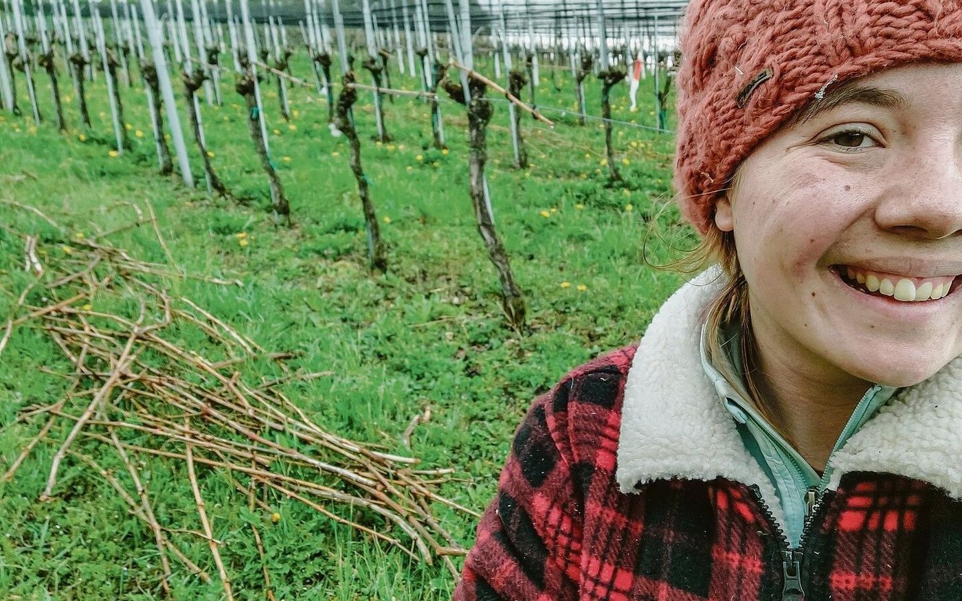 Reben richtig zu schneiden, ist gar nicht so einfach – ein falscher Schnitt und schon ist es passiert. Achtung auf die Finger und auf den Draht!