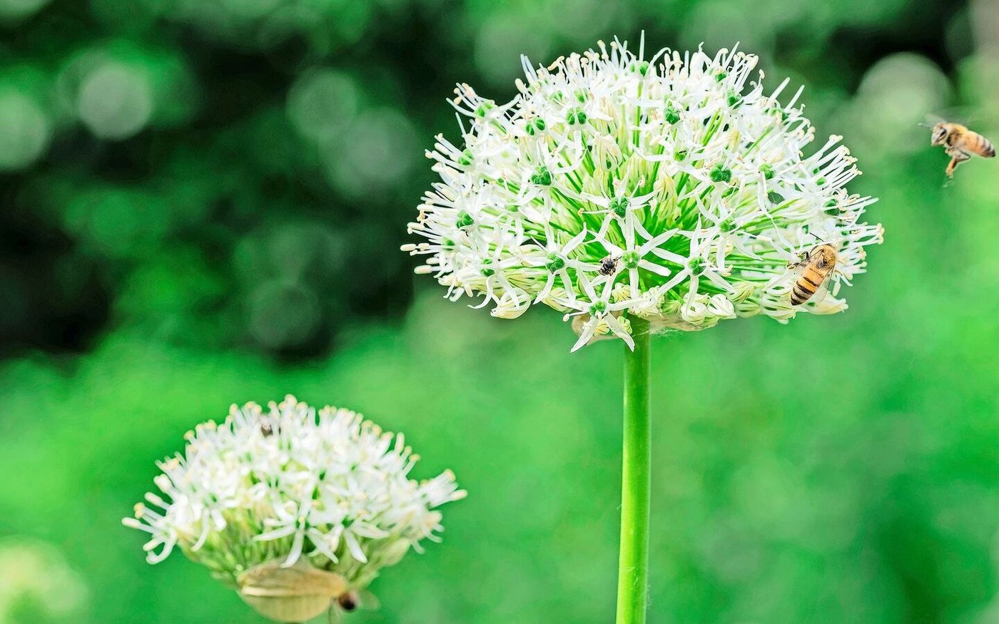Der weisse Zierlauch wird bis zu 110 cm hoch und bildet im Juni Blütenkugeln.  