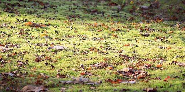 Die beiden neuen Bodenbakterien wurden im Wald nahe Wädenswil ZH entdeckt. (Symbolbild Pixabay)