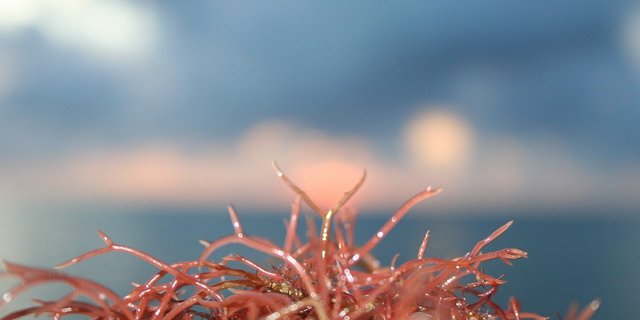 Es gibt diverse Algenarten in unterschiedlichen Farben und Formen. Methanreduzierend sollen Rotalgen wirken. (Bild Thomas-Suisse / Pixabay)