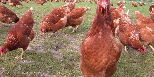 Bei Hühnern in den Niederlanden ist ein gefährlicher Stamm der Vogelgrippe festgestellt worden. (Symbolbild: BauZ)