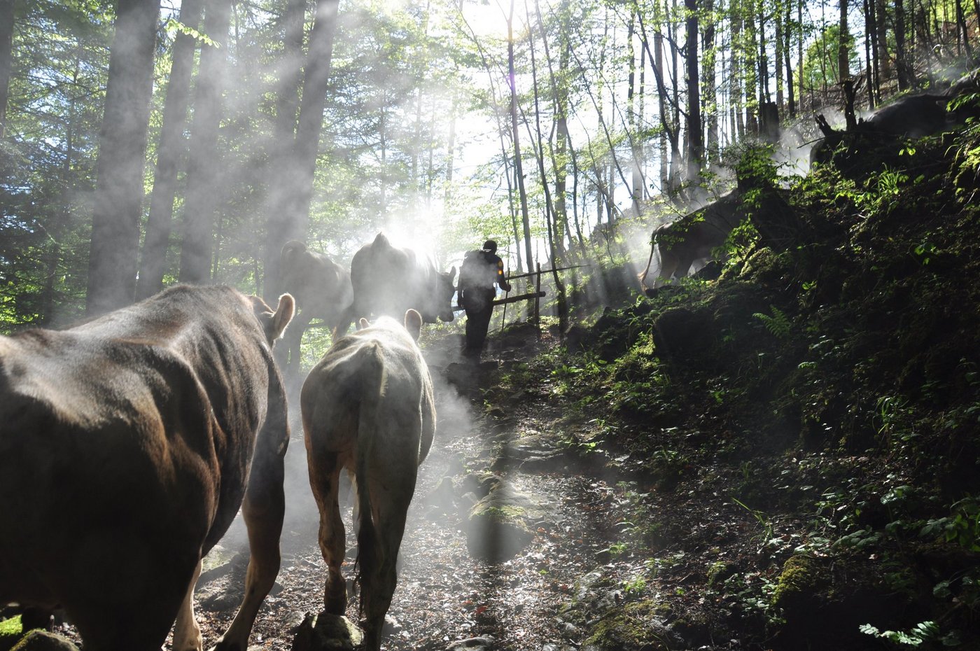 Auf die Alp dürfen nur gesunde Tiere. Vorgängig müssen die Euter kontrolliert, die Fütterung angepasst und gegebenenfalls Impfungen durchgeführt werden. (Bild BauZ)