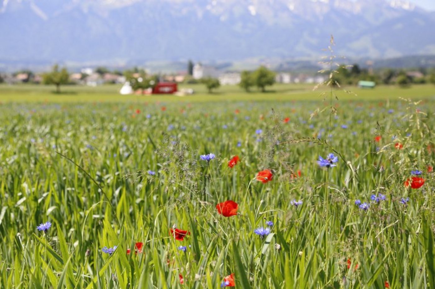 Die Artenvielfalt ist auf Bio-Höfen grösser als auf konventionellen Betrieben. (lid)