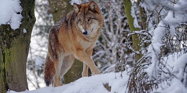 Der Wolf hat im Mattertal nicht viele Freunde. Die Anwesenheit in Siedlungsnähe löst Angst aus. (Symbolbild Pixabay)