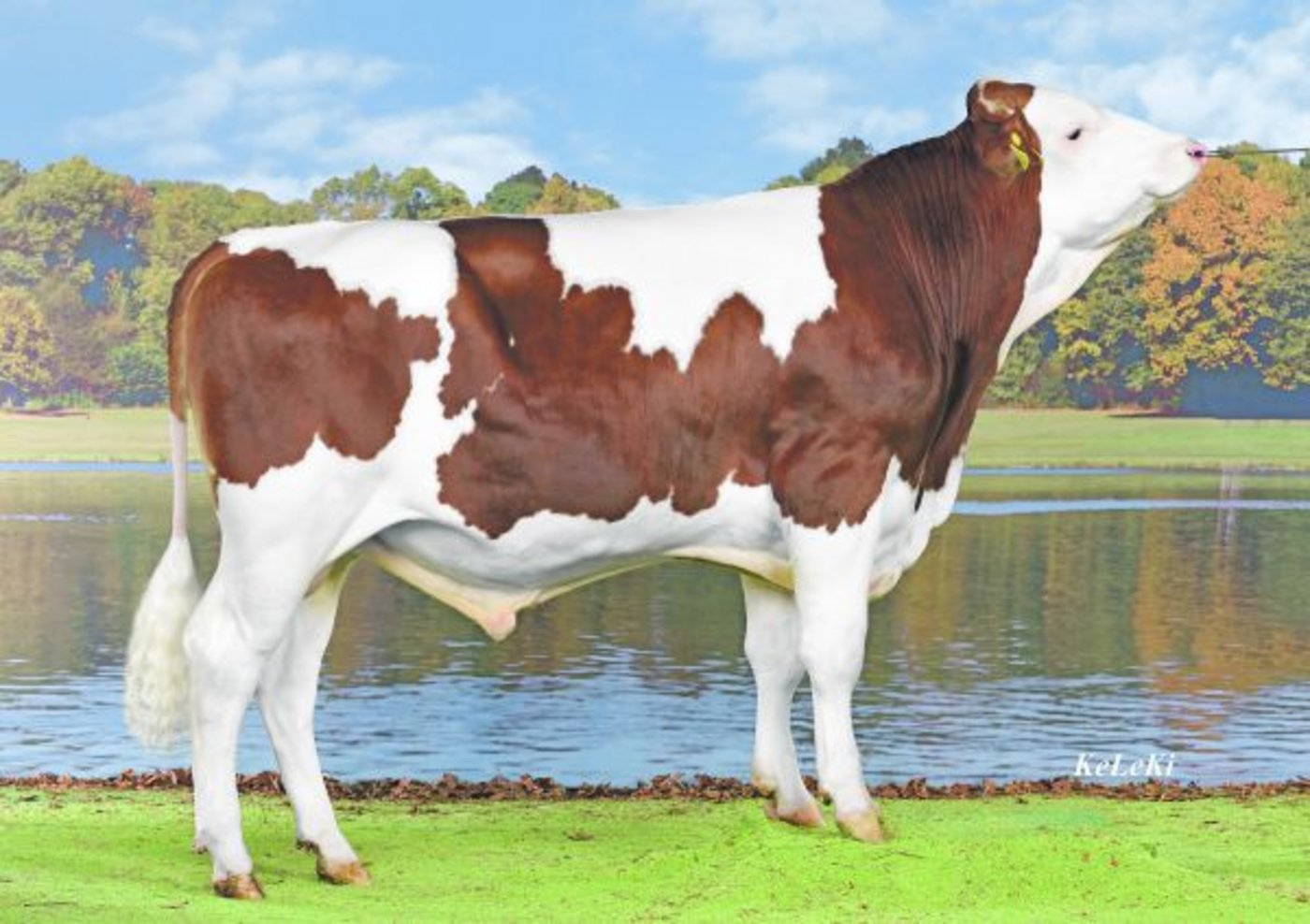 Oscar P (Incredible PP x Incas), gezüchtet von Fritz Hadorn, Süderen. Er stammt von einem hornlosen deutschen Fleckviehstier ab.(Bild zVg)