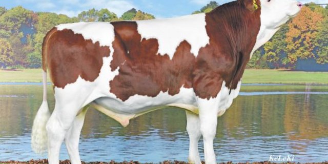 Oscar P (Incredible PP x Incas), gezüchtet von Fritz Hadorn, Süderen. Er stammt von einem hornlosen deutschen Fleckviehstier ab.(Bild zVg)