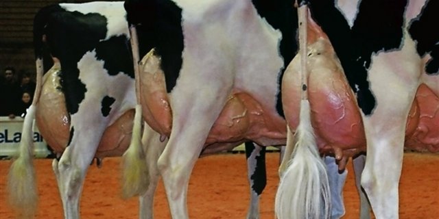 Ab wann ist ein Euter zu voll? Eine Frage, die immer wieder für Diskussionen sorgt. (Bild joy) 