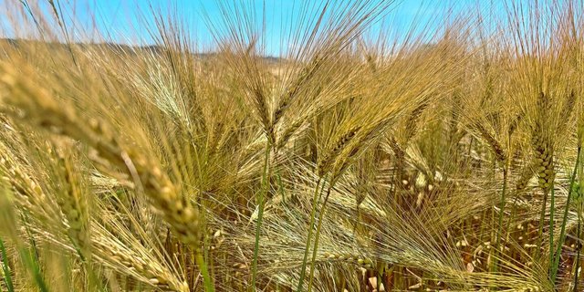 Die Erträge der diesjährigen Sortenversuche liegen deutlich über jenen der letztjährigen Ernte. Mit ein Grund sind die deutlich besseren Witterungsbedingungen.       