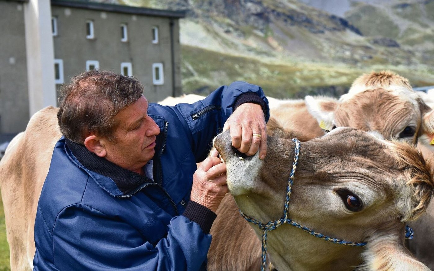 Viehhändler Ruedi Peter schaut einem Rind am Zucht- und Nutzviehmarkt beim Bernina-Hospitz ins Maul. Die Zukunft des einst sehr beliebten Handelsplatzes ist ungewiss.