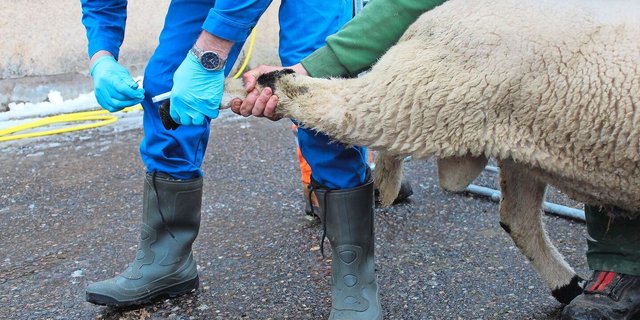 Im Rahmen eines nationalen Bekämpfungsprogrammes werden während maximal fünf Jahren jeweils zwischen dem 1. Oktober und dem 31. März alle Schweizer Schafhaltungen auf Moderhinke getestet.