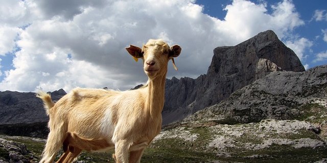 Die Ziegen liessen sich auf keine Art ins Tal locken. (Symbolbild pixabay)