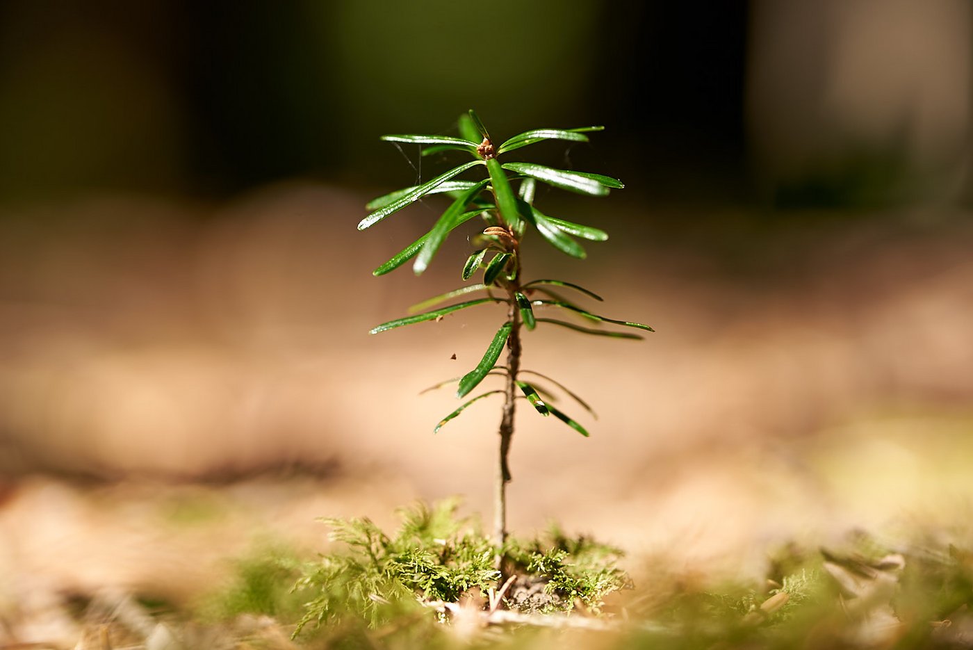Da sie trocken-resistenter ist als andere Nadelbäu0me, sehen Forscher die Weisstanne (Abies alba) als Waldbaum der Zukunft. Die Entschlüsselung des Erbguts bringt einige Vorteile für die Praxis mit sich. (Bild Waldzeit.ch)