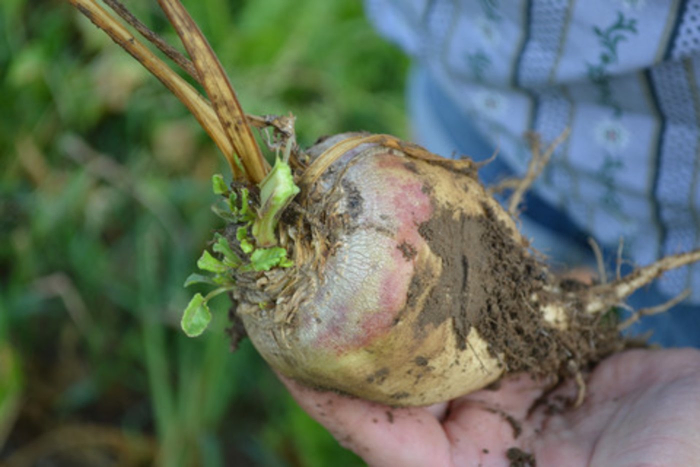 Die Verarbeitungsleistung erreichte diese Woche in den beiden Zuckerwerken zirka 62'000 Tonnen. (Bild BauZ)