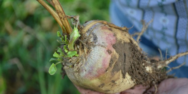 Die Verarbeitungsleistung erreichte diese Woche in den beiden Zuckerwerken zirka 62'000 Tonnen. (Bild BauZ)