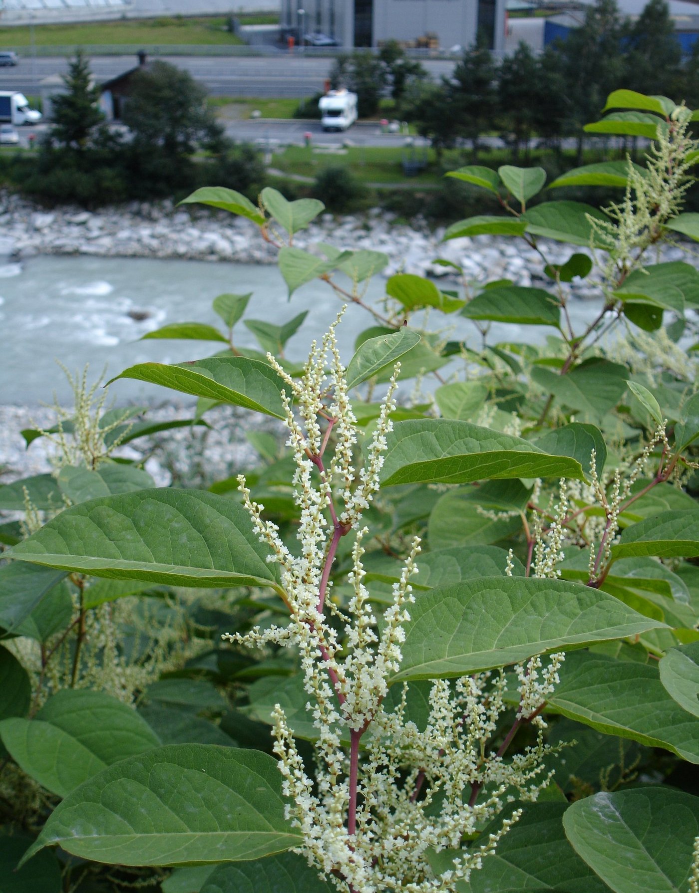 Im Kampf gegen den Japanischen Knöterich vermeldet der Kanton Uri gewisse Erfolge. (Bild zVg)
