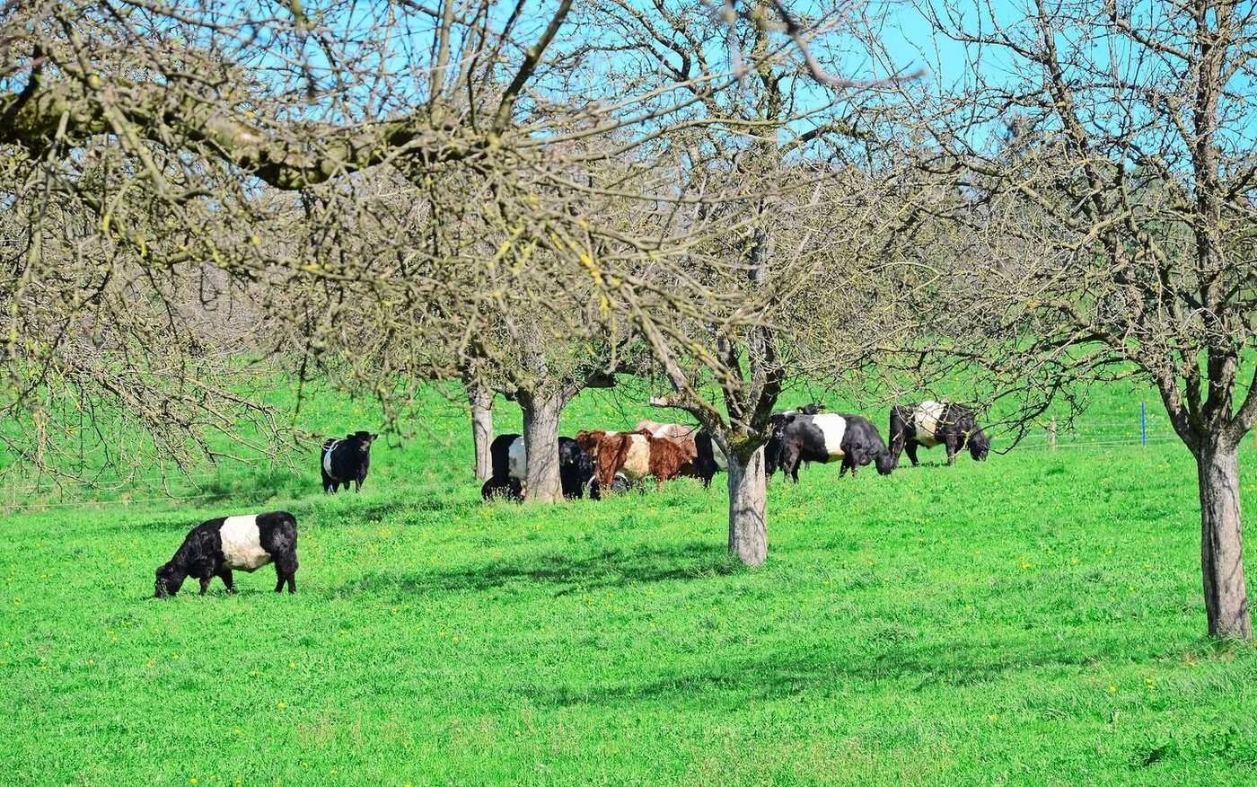 Auf dem Hof dem Hof hat Charlotte Hess-Stampfli unter anderm gelernt, Traktor zu fahren.