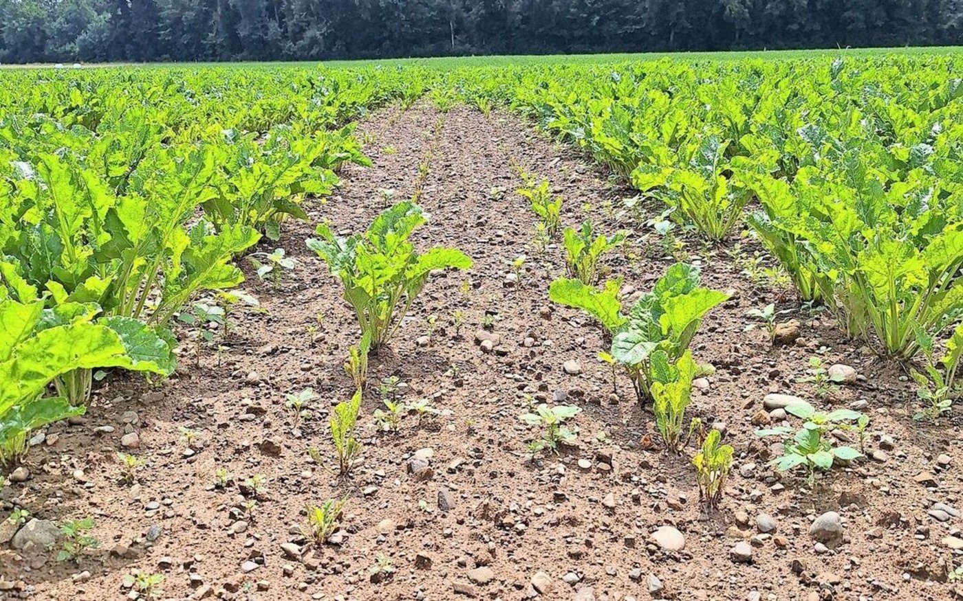 Ein zu niedriger pH-Wert begünstigt Wurzelbrand. 