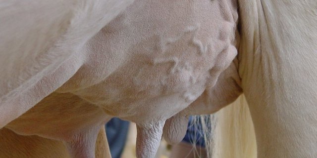 Euter sorgen bei Viehschauen und Ausstellungen immer wieder für Diskussionen. (Symbolbild BauZ)