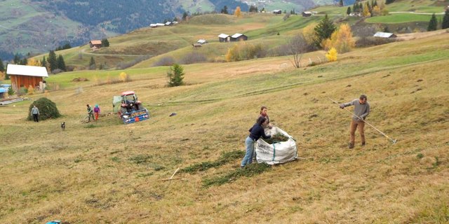 An den Schnuppertagen im November wurde auf der Alp Glivers von Michael Alig in Obersaxen GR z. B. eine gefällte Tanne weggeräumt. (Bild bergsolawi.ch)