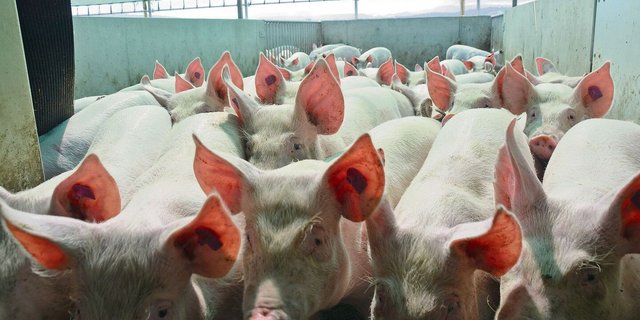 Jede Genetik hat ihre Vor- und Nachteile. Im Bild: Mastschweine aus dem Schweizer Zuchtprogramm mit dem Endprodukteeber Premo für einen optimalen MFA.