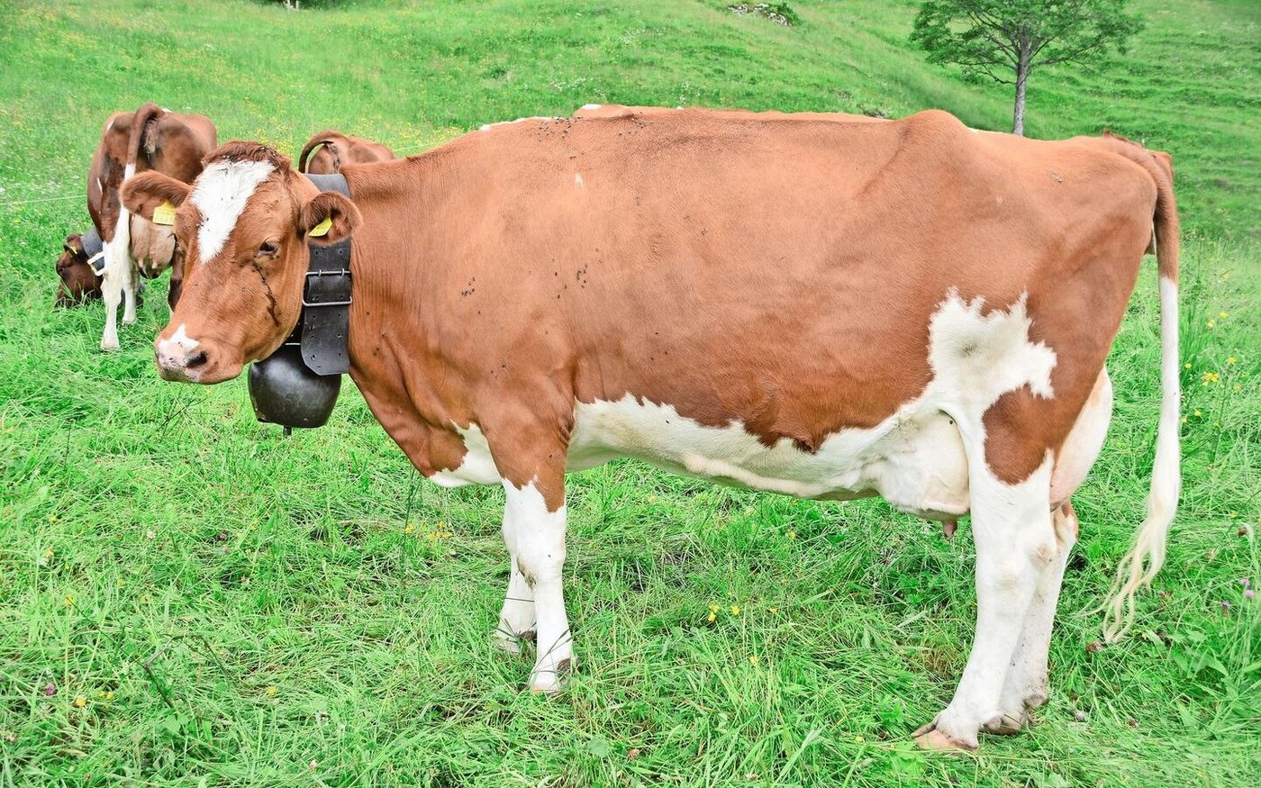 Ein Traum: die wunderschöne 10-jährige Zurbrügg’s Odyssey Havanna (55 55 98/EX-95).