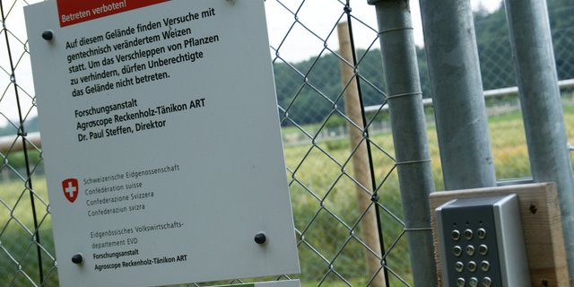 Gentechnisch veränderte Pflanzen dürfen in der Schweiz nur zu Forschungszwecken und mit Bewilligung angebaut werden. (Bild lid)
