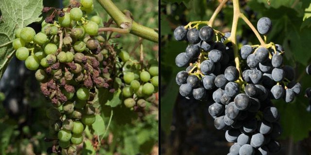 Links: Chasselas mit Symptomen von Falschem Mehltau. Rechts: Divico ganz ohne Symptome. (Bild Agroscope)
