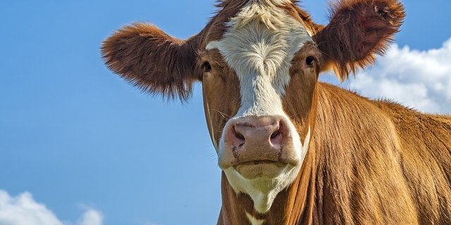 Weil der Schweizer Fleischkonsum nicht nachhaltig sei, fordern die Grünen eine drastische Reduktion des Nutztierbestandes. (Bild Pixabay) 