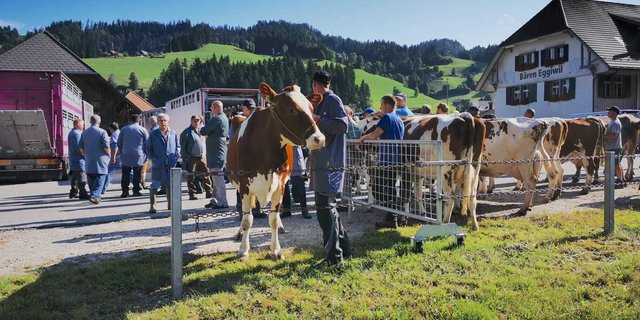 Auf Schlachtviehmärkten – hier ein Bild aus Eggiwil – sind Kühe derzeit gefragt und es werden gute Preise gezahlt. (Bild Daniela Joder)