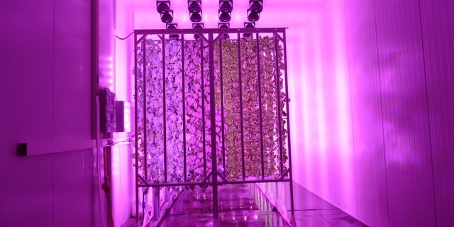 In «Towers», also vertikalen Hydrokultur-Balken, reift das Blattgemüse für die Migros Dreispitz unter violettem LED-Licht. (Bild jsc)