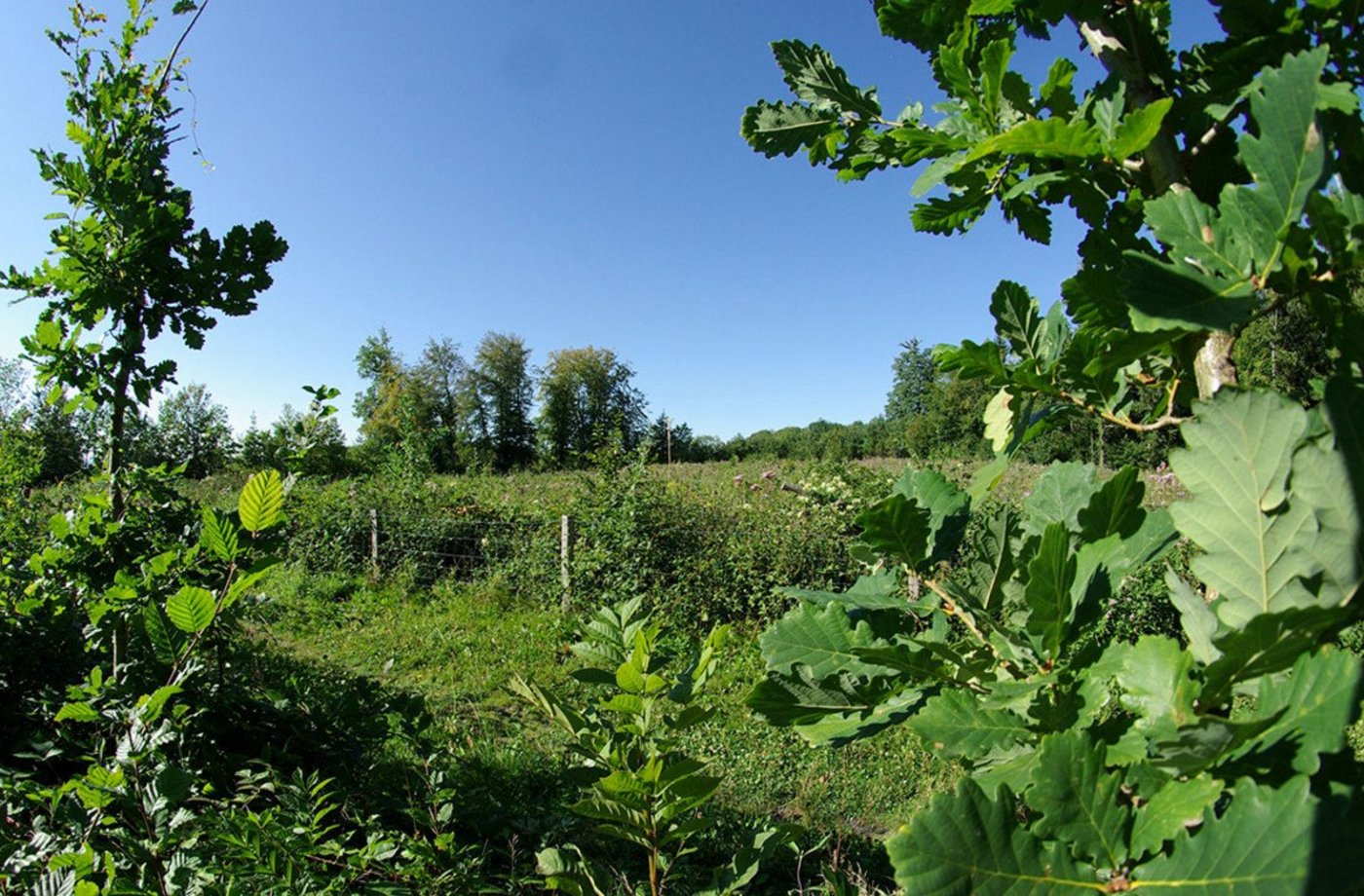 Junge Eichen: Dank angepassten Aufforstungen soll der Wald dem Klimawandel widerstehen. (Bild  Wald Schweiz / A.  Douard) 