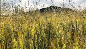 Das IP-Suisse-Programm zum Herbizidverzicht lässt mehr Spielraum für Parzellen mit hohem Unkrautdruck. Der Bundesbeitrag soll es auch, fordern diverse Verbände und die Migros.   