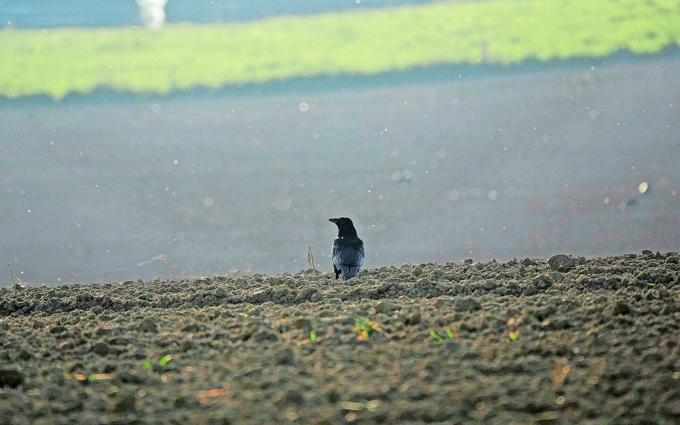 Eine Krähe kommt leider selten allein. Gut, wenn sich ein Rabenkrähen-Brutpaar in der Region niederlässt – es vertreibt besonders schadenstiftende Schwärme.