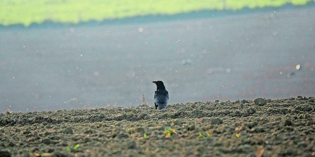 Eine Krähe kommt leider selten allein. Gut, wenn sich ein Rabenkrähen-Brutpaar in der Region niederlässt – es vertreibt besonders schadenstiftende Schwärme.