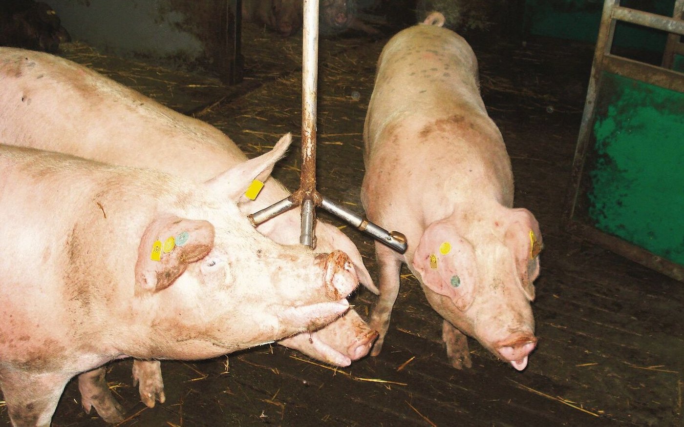 Passt den Schweinen das Tränkesystem nicht, trinken sie zu wenig. Das vermindert deren Leistung teils massiv.