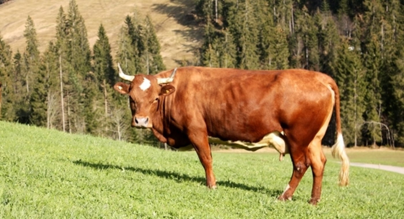 Weisse Flecken und ein Stern auf der Stirn sind rassetypisch. (Bild Pro Specie Rara)