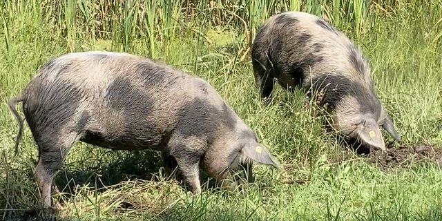 Turopolje-Schweine im Einsatz: Mit ihrem Rüssel graben sie die Erde um und fressen nebst Gras auch die Schilfwurzeln. Damit helfen sie, zu verhindern, dass die Teiche weiter verlanden. (Bilder Alexandra Stückelberger)