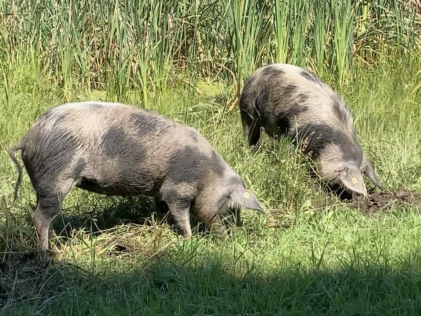 Turopolje-Schweine im Einsatz: Mit ihrem Rüssel graben sie die Erde um und fressen nebst Gras auch die Schilfwurzeln. Damit helfen sie, zu verhindern, dass die Teiche weiter verlanden. (Bilder Alexandra Stückelberger)